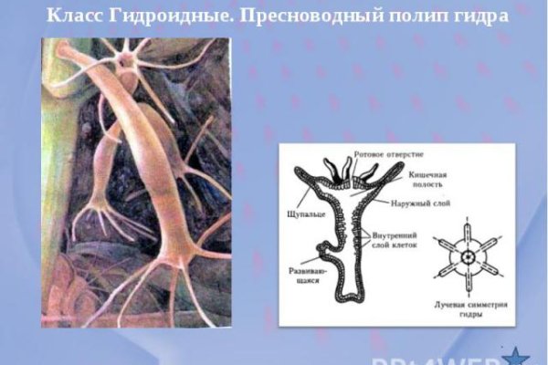 Kraken что это за магазин